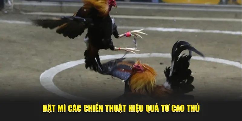 Bật mí các chiến thuật hiệu quả từ cao thủ