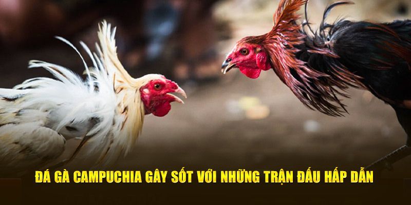 Đá gà Campuchia gây sốt với những trận đấu hấp dẫn