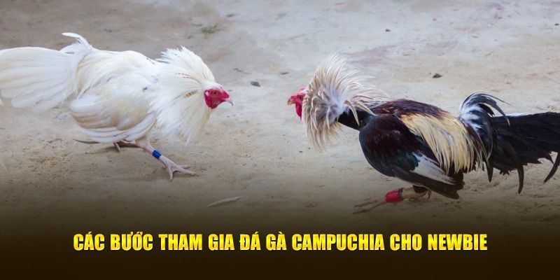 Các bước tham gia đá gà Campuchia cho newbie