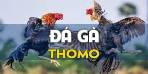 Đá Gà Thomo – Những Cuộc Đối Đầu Nghẹt Thở Đầy Lôi Cuốn