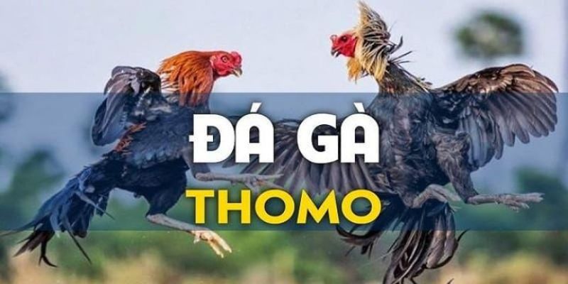 Đá Gà Thomo – Những Cuộc Đối Đầu Nghẹt Thở Đầy Lôi Cuốn