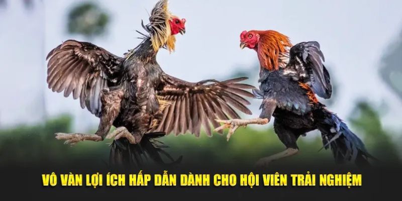 Vô vàn lợi ích hấp dẫn dành cho hội viên trải nghiệm